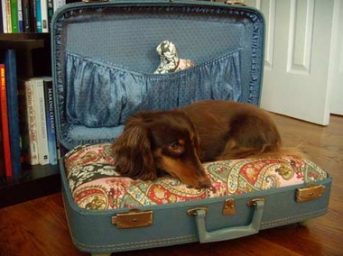 suitcase-dog-bed-380x284