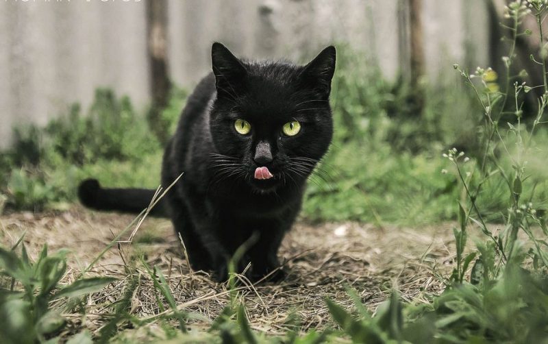 Melns kaķis piesaista naudu, nevis neveiksmi